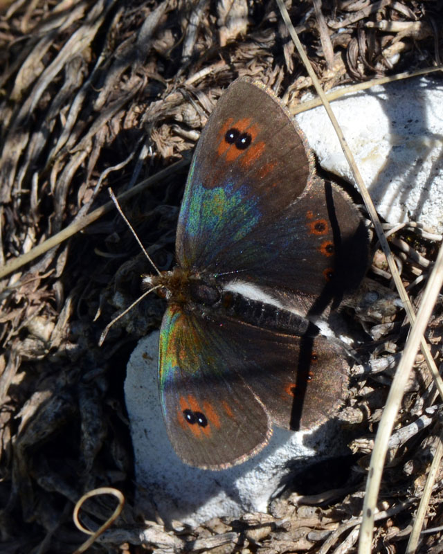 Erebia carmenta ?